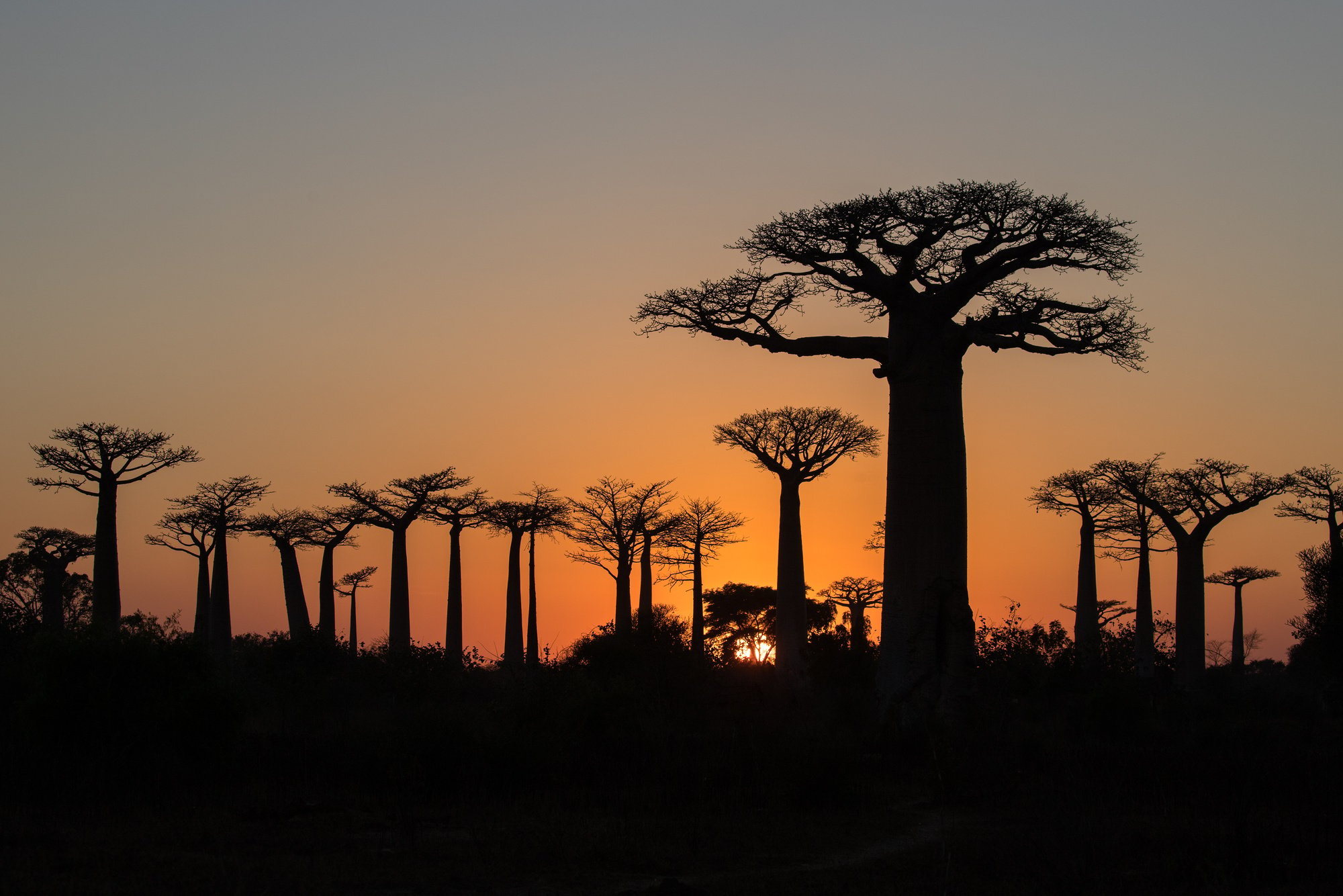 Baobab Trees